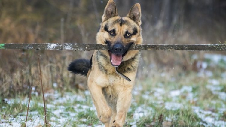 Снимка: pixabay.com