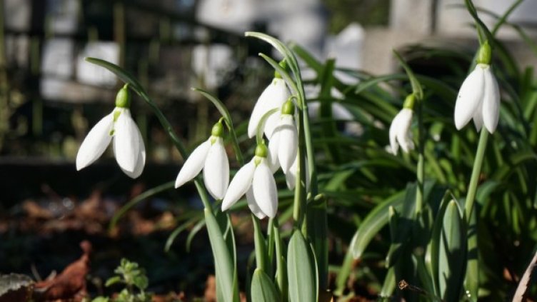 Снимка: Белфото