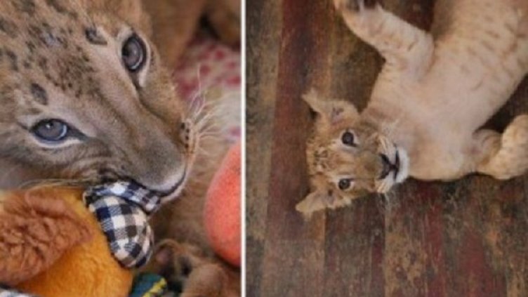 Снимка: "Четири лапи"