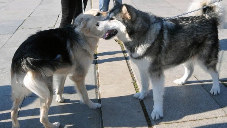 Снимка: архив, БулФото