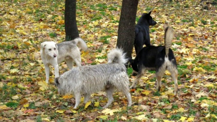 Снимка: архив, БулФото