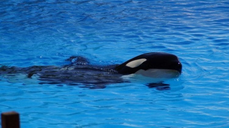 Снимка: Pixabay