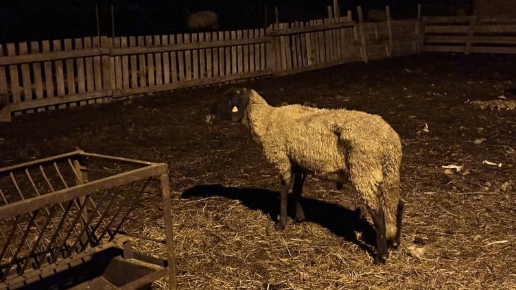 Снимка: архив, БГНЕС