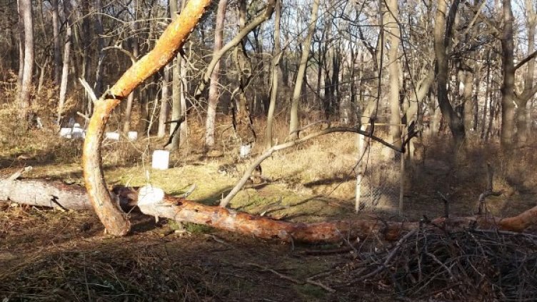 Снимка: Булфото