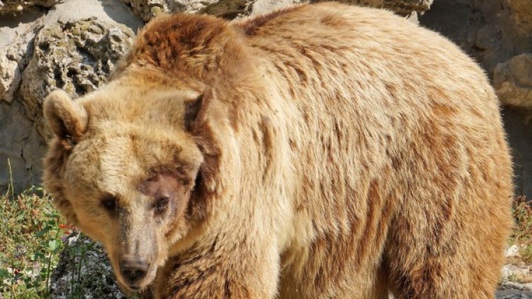 Снимка: Булфото, архив