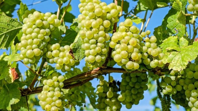 Снимка: Pixabay