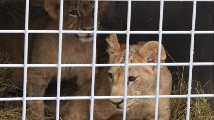 Снимка: Bulfoto, архив