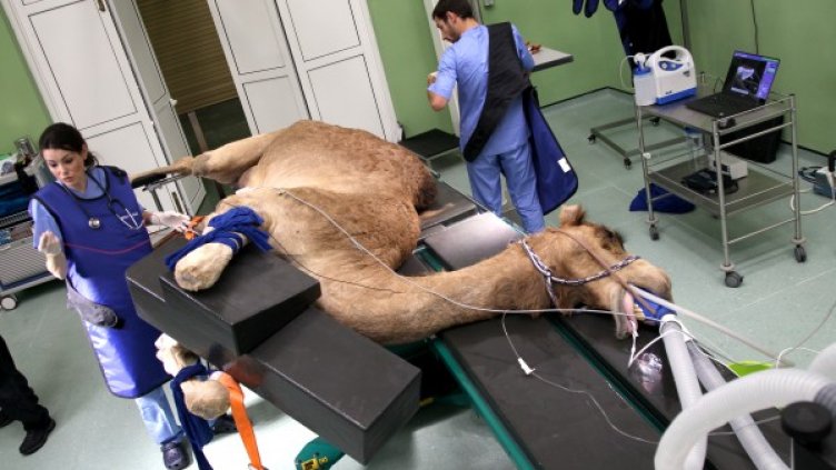 Снимка: Pixabay