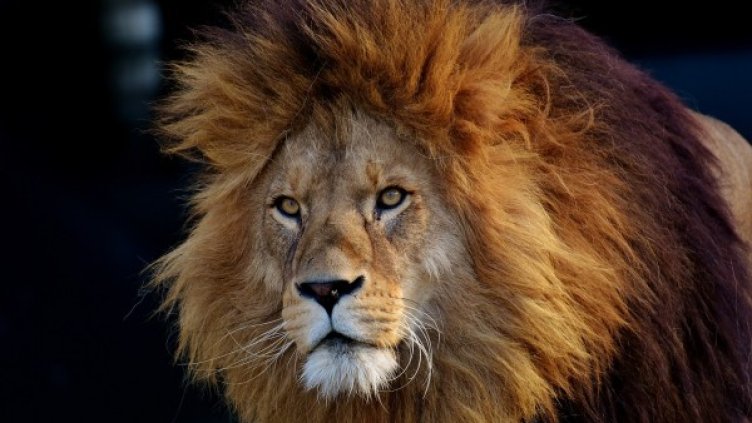 Снимка: pixabay