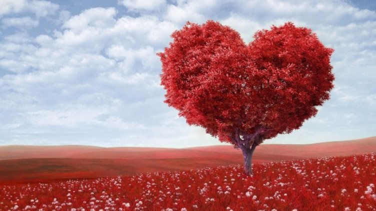 Снимка: pexels