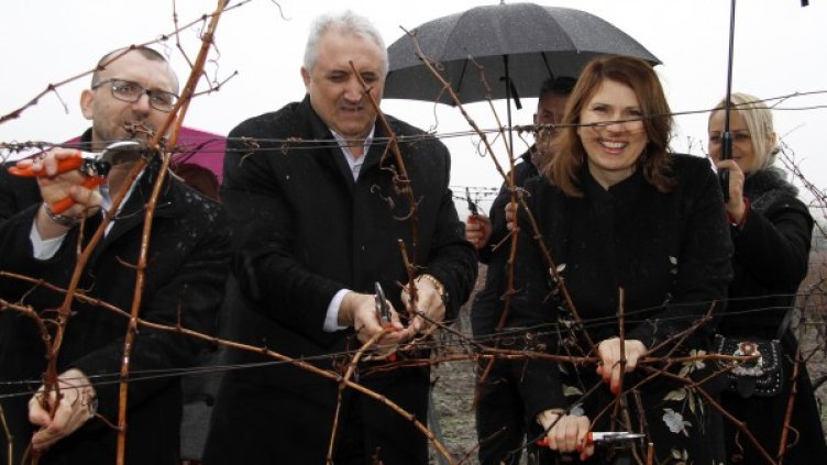 Изпълнителният директор на Винпром Карнобат Десислава Николова заряза лозята заедно с областния управител на Бургас Вълчо Чолаков и Мехмет Дикме (в средата), министър на земеделието от кабинета Сакскобургготски