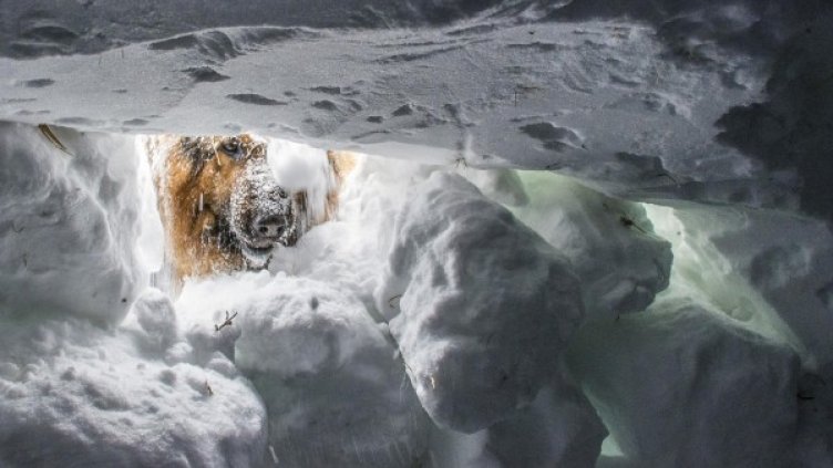 Снимка: архив Bulphoto