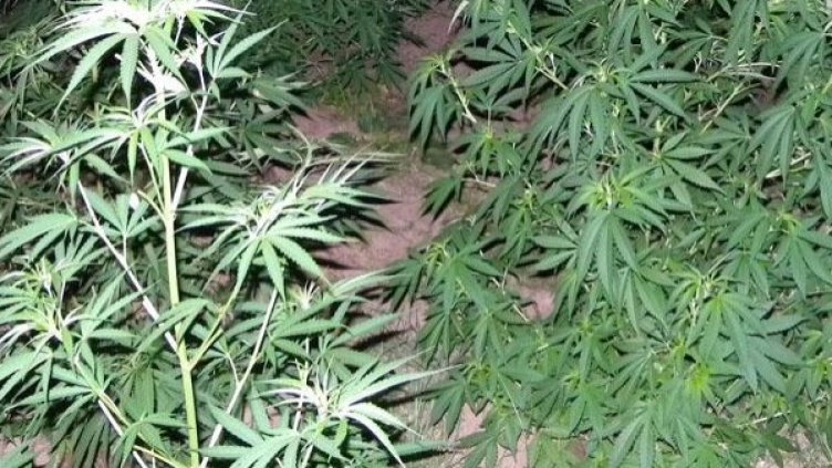 Снимка: Архив, Булфото