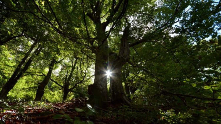 Снимка: архив, БулФото