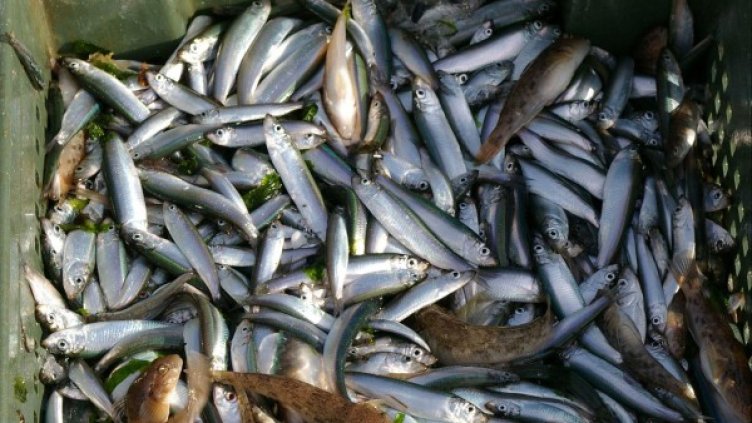 Снимка: архив, Булфото