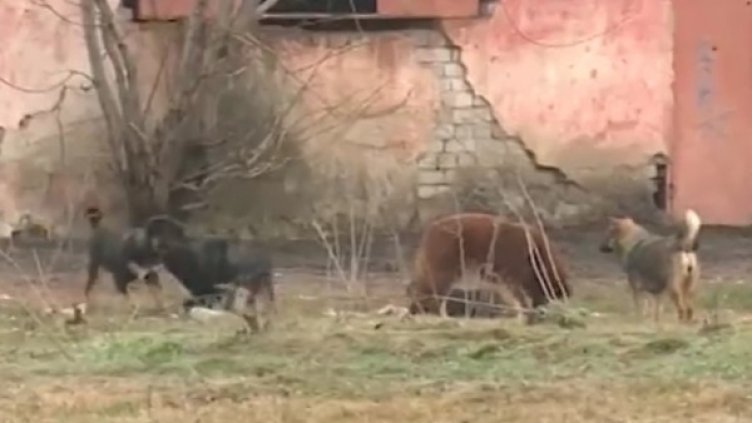 Снимка: Кадър Нова тв