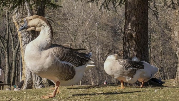 Снимка: архив, БулФото