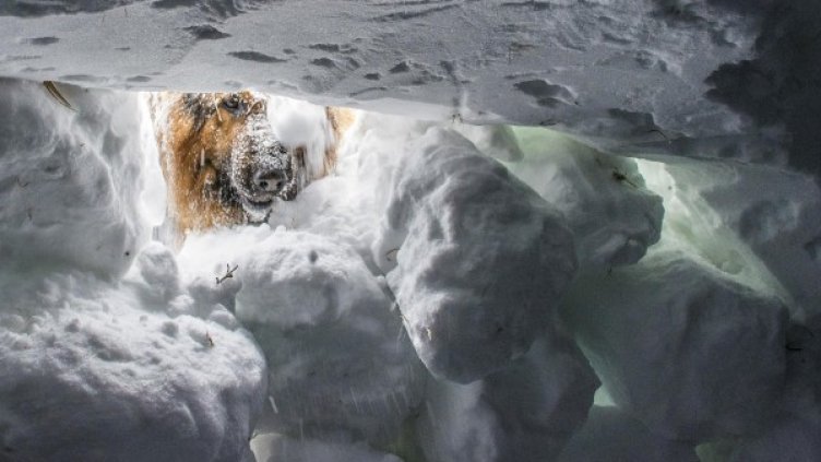 Снимка: Bulfoto, архив