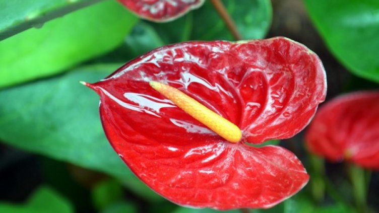 Снимка: Pixabay