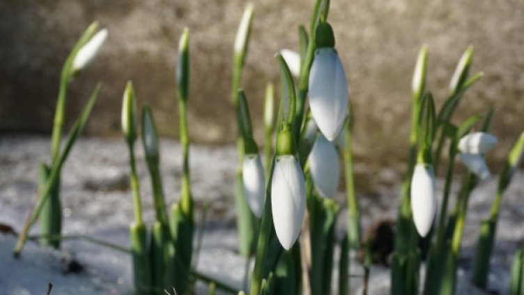 Снимка: архив Bulphoto