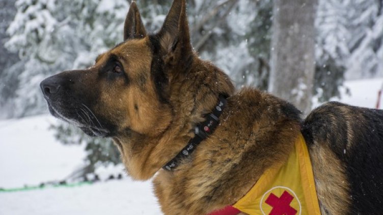 Снимка: Bulfoto, архив