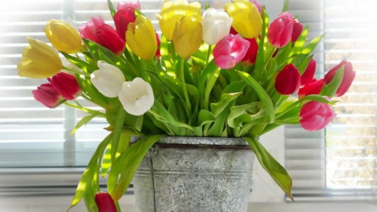 Снимка: Pixabay