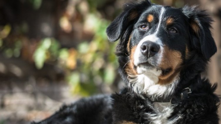 Снимка: Pixels