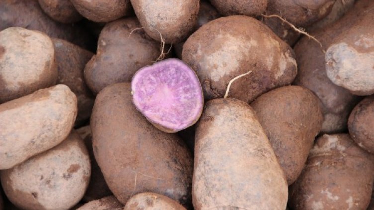 Снимка: pixabay