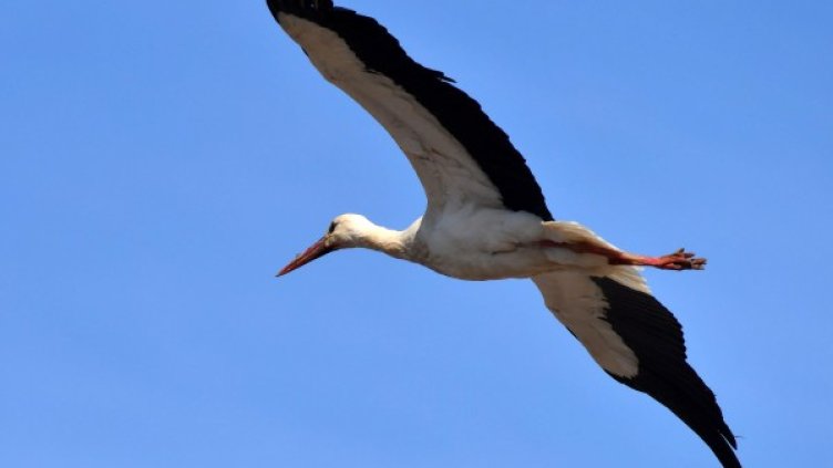 Снимка: архив, Булфото