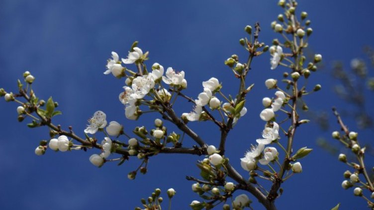 Снимка: Булфото, архив