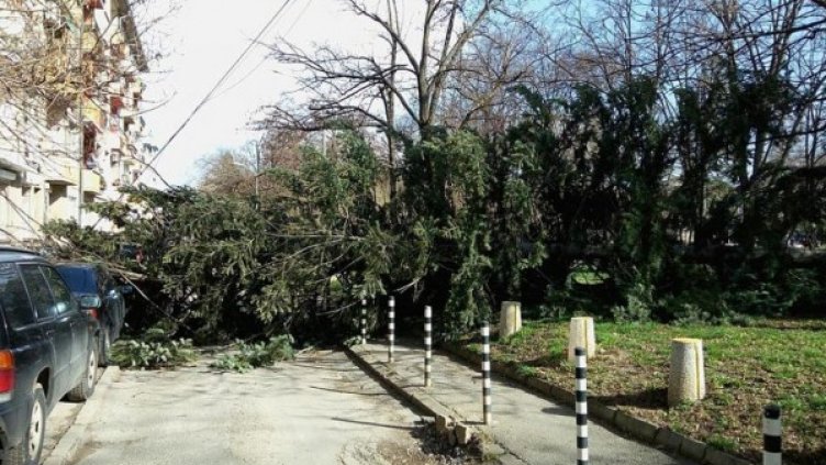 Паднало дърво в парка "Заимов". Снимка: dariknews.bg