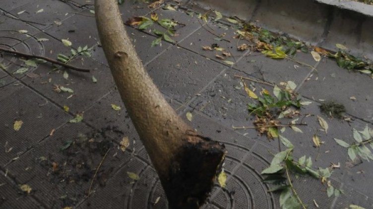 Снимка: архив "Булфото"