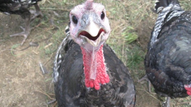 Снимка: flickr