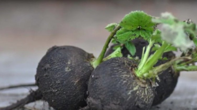 Снимка: Youtube