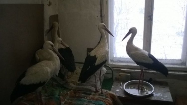 Снимка: Спасителен център за диви животни