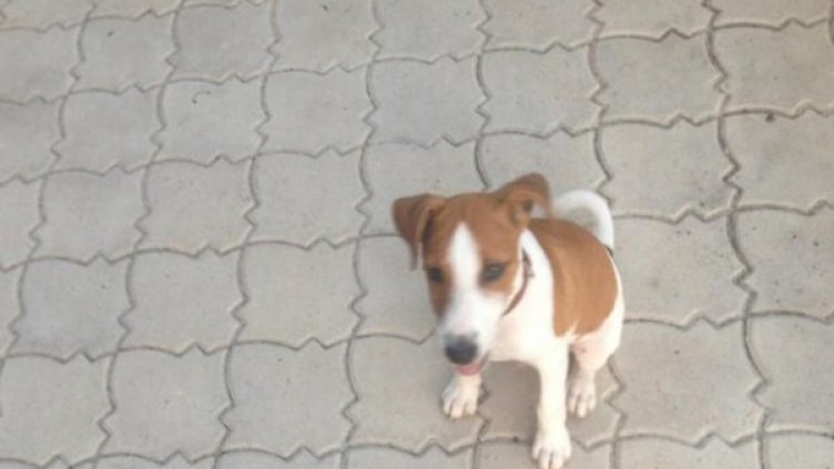 Снимка: "Дарик"