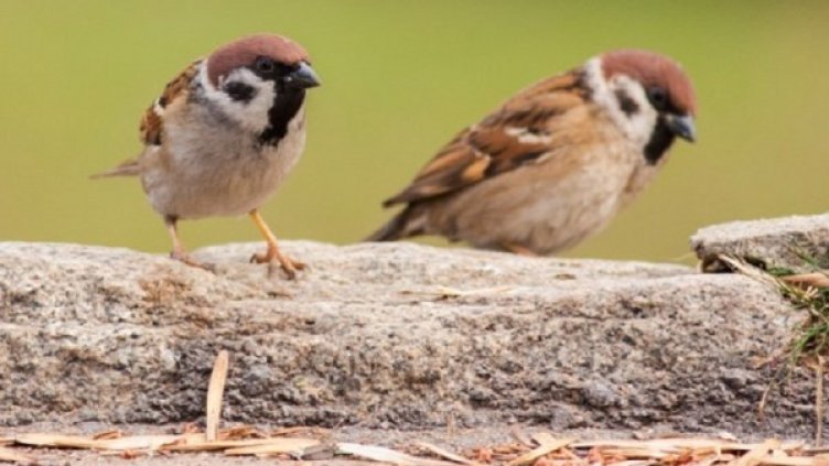 Снимка: БДЗП