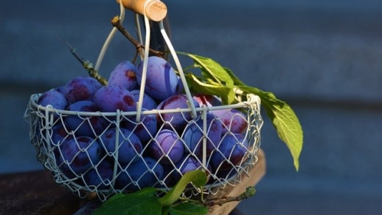 Снимка: pixabay