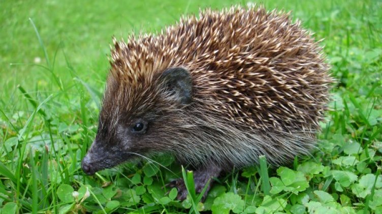 Снимка: pixabay.com