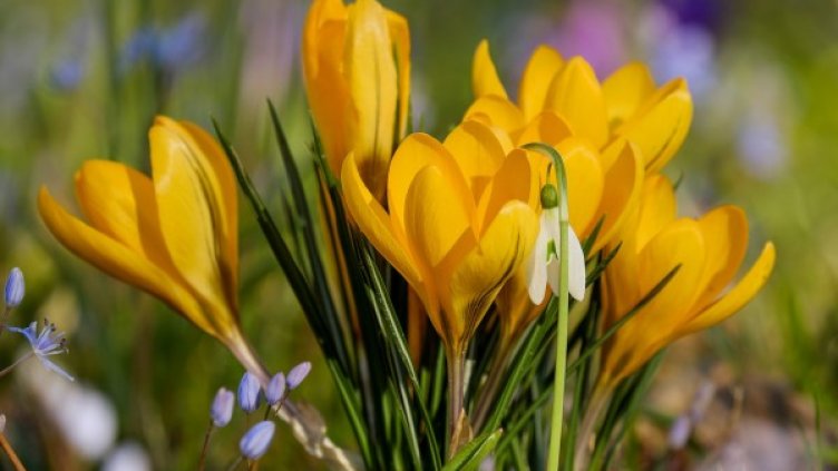 Снимка: Pixabay