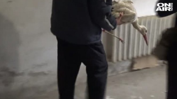 Свобода за премръзналите щъркели, отлитат&hellip;