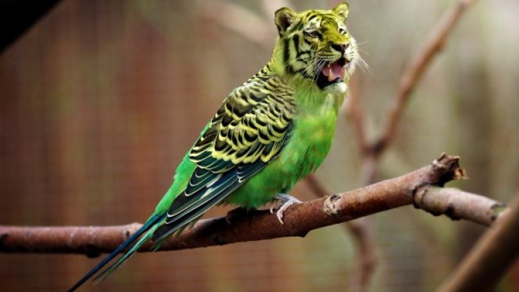 Снимка: Pixabay