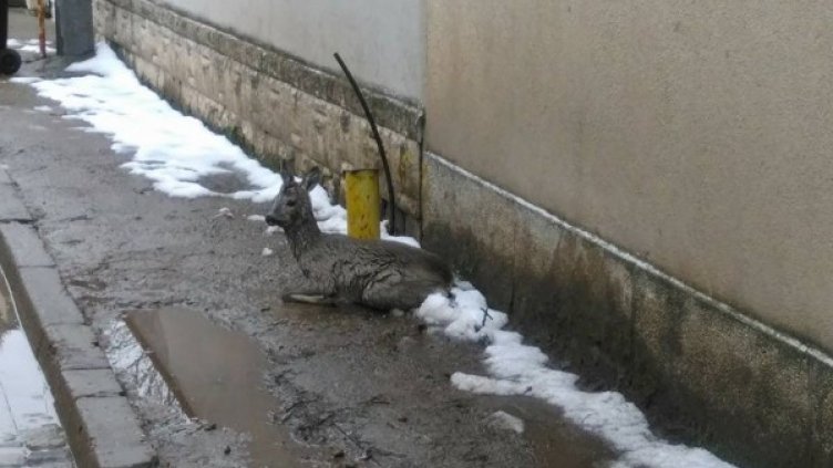 Снимка: Facebook