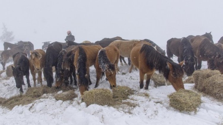 Снимка: Архив, Булфото