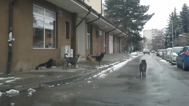 Снимки: HelpBook