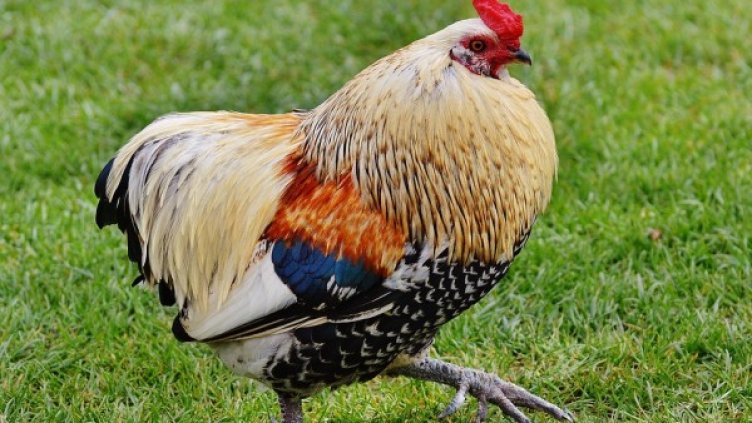 Снимка: Pixabay