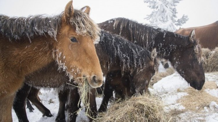 Снимка: архив, Булфото