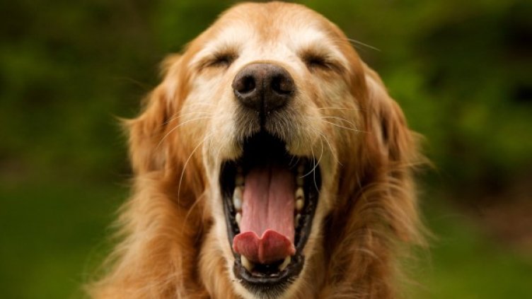 Снимка: flickr