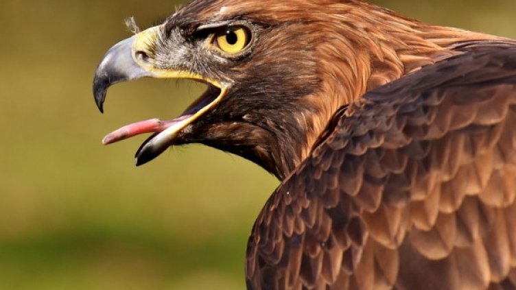 Снимка: Pixabay