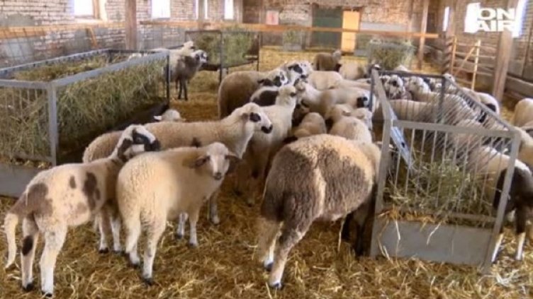 Снимка: Bulgaria ON AIR